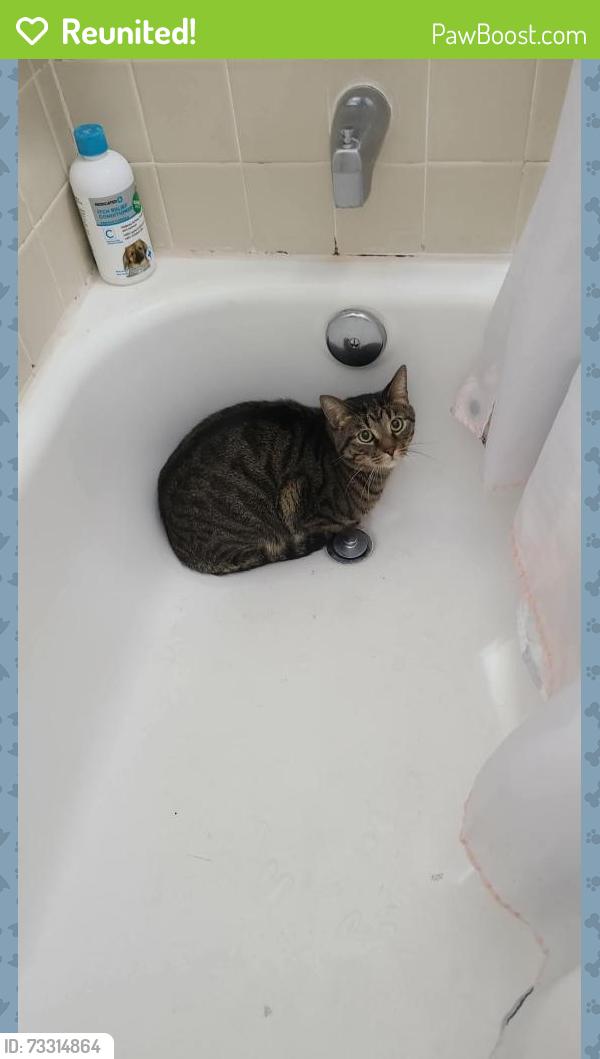 Reunited Male Cat last seen 60th and wolff, Arvada, CO 80003