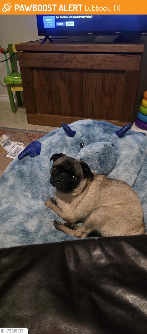 Found/Stray Unknown Dog last seen Near UMC hosp, Lubbock, TX 79415
