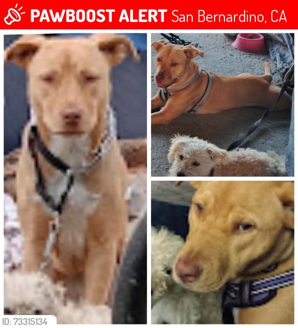 Lost Female Dog last seen 30th street and lynwood Ave, San Bernardino, CA 92404