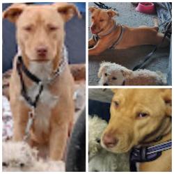 Lost Female Dog last seen 30th street and lynwood Ave, San Bernardino, CA 92404
