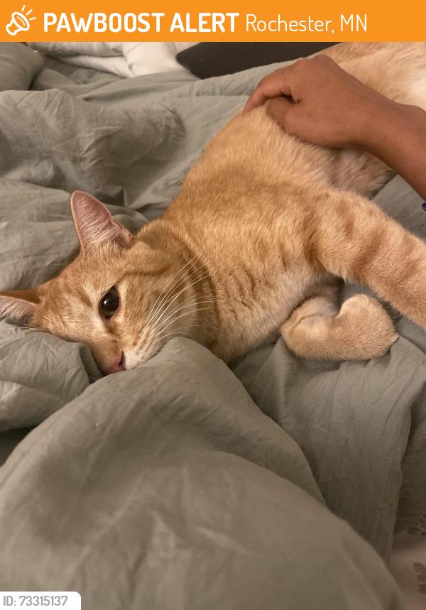 Found/Stray Unknown Cat last seen Quarry Hill Nature Center, Rochester, MN 55901