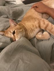 Found/Stray Unknown Cat last seen Quarry Hill Nature Center, Rochester, MN 55901