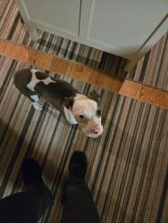 Found/Stray Female Dog last seen Burg Rd, 10 1/2 & Hoover area, Warren, MI 48089