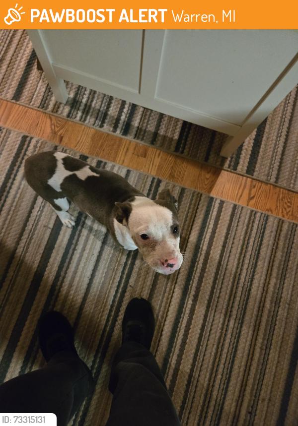 Found/Stray Female Dog last seen Burg Rd, 10 1/2 & Hoover area, Warren, MI 48089