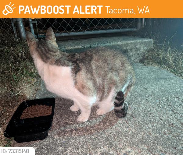 Found/Stray Female Cat last seen S 51st Street and fawcett, Tacoma, WA 98408