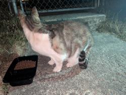 Found/Stray Female Cat last seen S 51st Street and fawcett, Tacoma, WA 98408