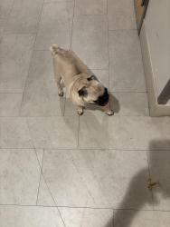 Reunited Female Dog last seen Fourth and Beech, San Diego, CA 92101