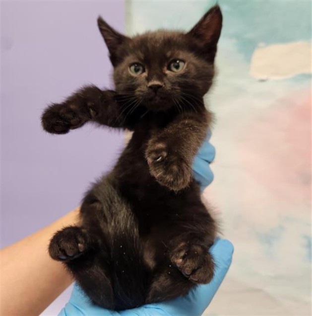 Shelter Stray Female Cat last seen BADER RD / CALVINE RD, 9150 Union Park Way, Elk Grove, CA 95624, USA