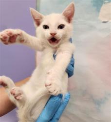 Shelter Stray Male Cat last seen BADER RD / CALVINE RD, 9150 Union Park Way, Elk Grove, CA 95624, USA