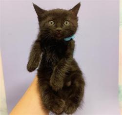 Shelter Stray Female Cat last seen BADER RD / CALVINE RD, 9150 Union Park Way, Elk Grove, CA 95624, USA