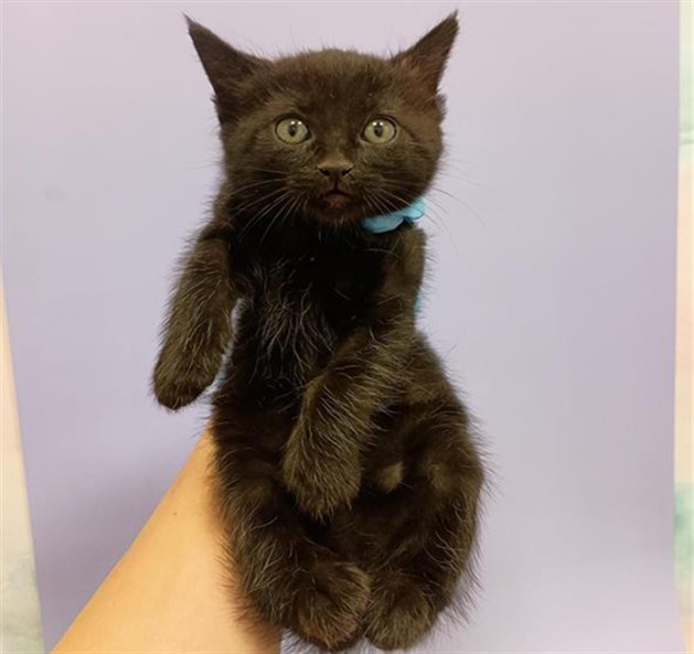 Shelter Stray Female Cat last seen BADER RD / CALVINE RD, 9150 Union Park Way, Elk Grove, CA 95624, USA