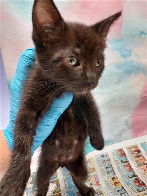 Shelter Stray Male Cat last seen STARFISH WAY / TURTLE COVE WAY, 9150 Union Park Way, Elk Grove, CA 95624, USA