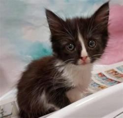 Shelter Stray Female Cat last seen STARFISH WAY / TURTLE COVE WAY, 9150 Union Park Way, Elk Grove, CA 95624, USA