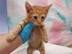 Shelter Stray Male Cat last seen STARFISH WAY / TURTLE COVE WAY, 9150 Union Park Way, Elk Grove, CA 95624, USA