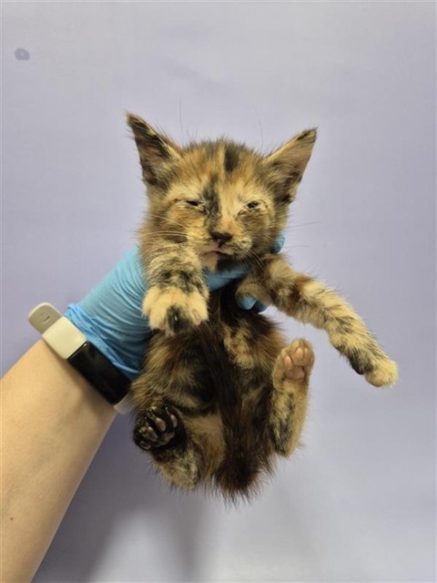 Shelter Stray Female Cat last seen STARFISH WAY / TURTLE COVE WAY, 9150 Union Park Way, Elk Grove, CA 95624, USA
