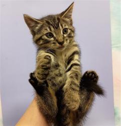 Shelter Stray Male Cat last seen BADER RD / CALVINE RD, 9150 Union Park Way, Elk Grove, CA 95624, USA
