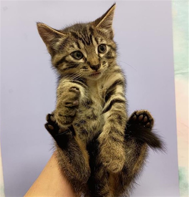 Shelter Stray Male Cat last seen BADER RD / CALVINE RD, 9150 Union Park Way, Elk Grove, CA 95624, USA