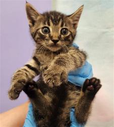 Shelter Stray Male Cat last seen BADER RD / CALVINE RD, 9150 Union Park Way, Elk Grove, CA 95624, USA