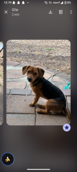 Lost Male Dog last seen Chandler blvd. And Az ave, Chandler, AZ 85225