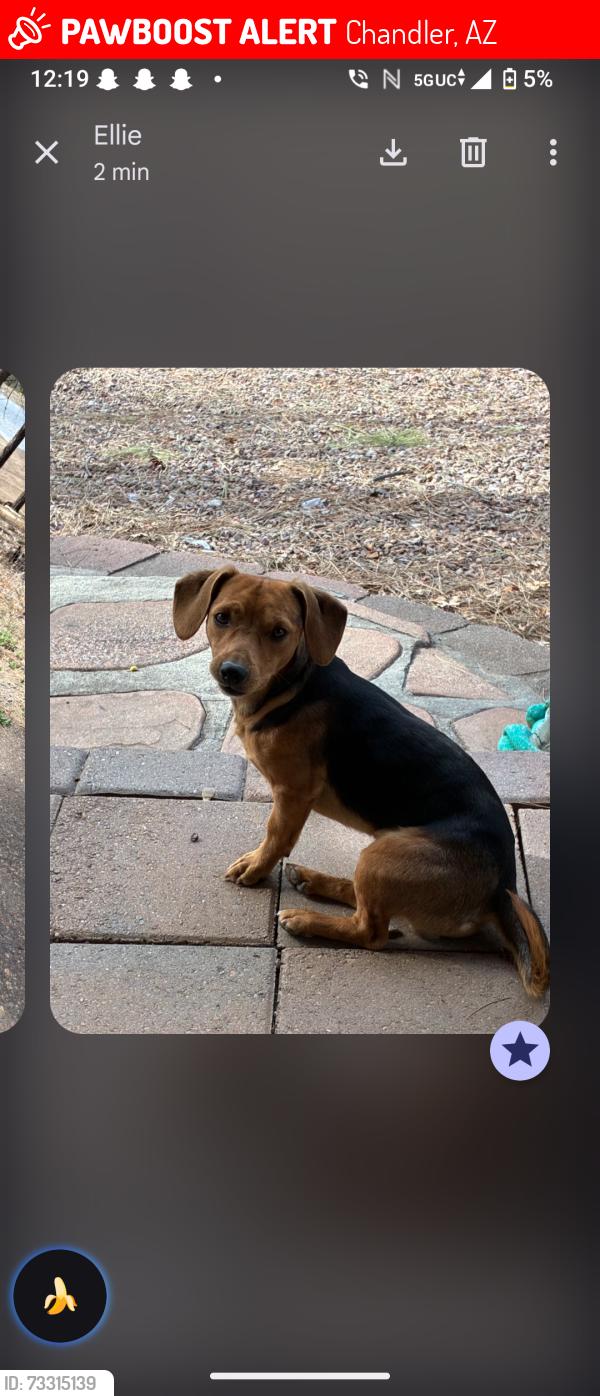 Lost Male Dog last seen Chandler blvd. And Az ave, Chandler, AZ 85225