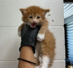Shelter Stray Male Cat last seen , 333 Chandler Pl, San Bernardino, CA 92408, USA