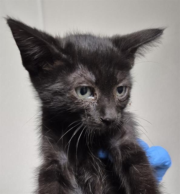 Shelter Stray Female Cat last seen Near BLOCK COREMARK CT, BAKERSFIELD CA 93307, 3951 Fruitvale Ave, Bakersfield, CA 93308, USA