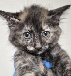 Shelter Stray Female Cat last seen Near BLOCK COREMARK CT, BAKERSFIELD CA 93307, 3951 Fruitvale Ave, Bakersfield, CA 93308, USA