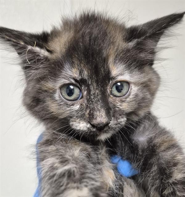Shelter Stray Female Cat last seen Near BLOCK COREMARK CT, BAKERSFIELD CA 93307, 3951 Fruitvale Ave, Bakersfield, CA 93308, USA