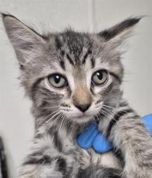 Shelter Stray Female Cat last seen Near BLOCK COREMARK CT, BAKERSFIELD CA 93307, 3951 Fruitvale Ave, Bakersfield, CA 93308, USA