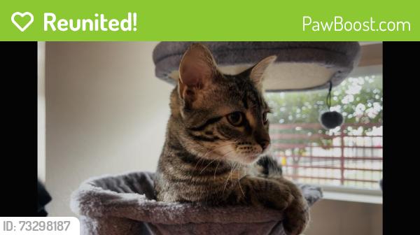Reunited Female Cat last seen Brookhurst and PCH, Huntington Beach, CA 92648