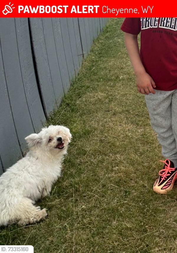 Lost Female Dog last seen South Greeley, Cheyenne, WY 82007