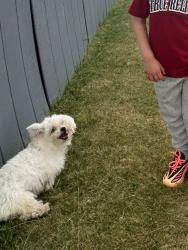 Lost Female Dog last seen South Greeley, Cheyenne, WY 82007