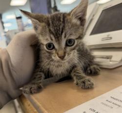 Shelter Stray Female Cat last seen , 14409 Vanowen St, Van Nuys, CA 91405, USA