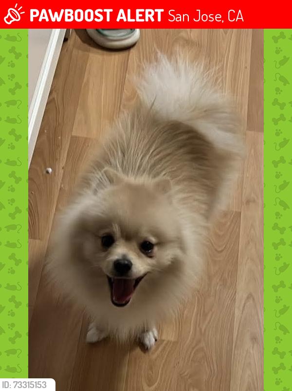 Lost Male Dog last seen Van Winkle Ln, SJ 95116, San Jose, CA 95116