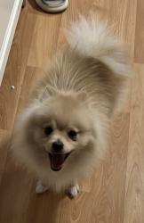 Lost Male Dog last seen Van Winkle Ln, SJ 95116, San Jose, CA 95116