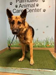 Shelter Stray Male Dog last seen , 38550 Sierra Hwy, Palmdale, CA 93550, USA