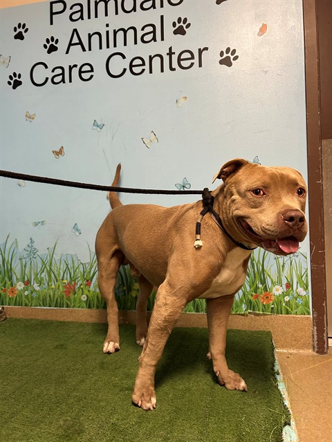 Shelter Stray Male Dog last seen , 38550 Sierra Hwy, Palmdale, CA 93550, USA