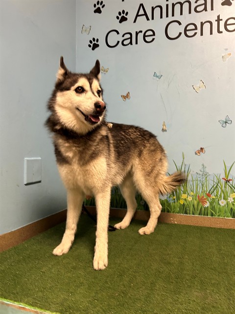 Shelter Stray Female Dog last seen , 38550 Sierra Hwy, Palmdale, CA 93550, USA