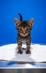 Shelter Stray Male Cat last seen NATIVE DANCER, 2020 Forest St, Jacksonville, FL 32204, USA