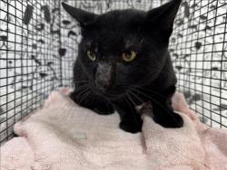 Shelter Stray Male Cat last seen , 957 N Gaffey St, San Pedro, CA 90731, USA