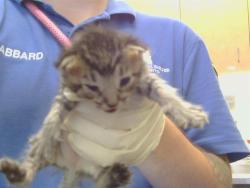 Shelter Stray Female Cat last seen CHURCH AVE/BELL ST, 95821, 3839 Bradshaw Rd, Sacramento, CA 95827, USA