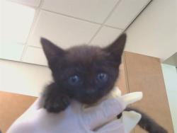 Shelter Stray Female Cat last seen WINDING WAY/MANZANITA AVE, 95608, 3839 Bradshaw Rd, Sacramento, CA 95827, USA