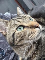 Lost Male Cat last seen Middlesex Rd M9 8AX, Blackley, England 