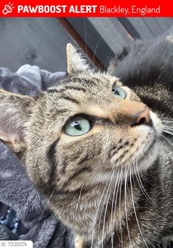 Lost Male Cat last seen Middlesex Rd M9 8AX, Blackley, England 