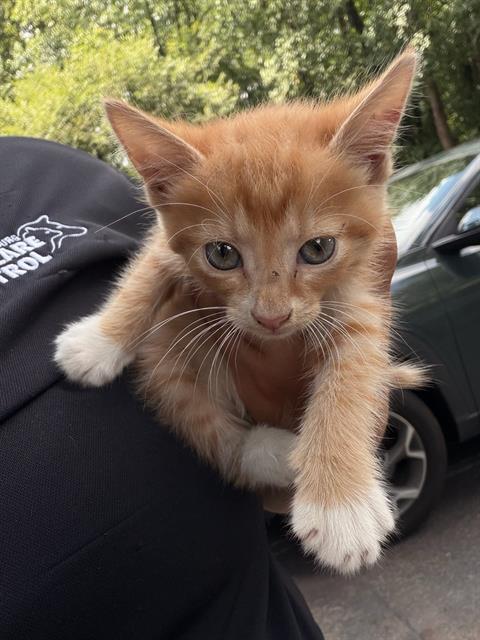 Shelter Stray Male Cat last seen CHARLOTTE, 8315 Byrum Dr, Charlotte, NC 28217, USA