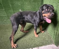 Shelter Stray Male Dog last seen , 5210 W Ave I, Lancaster, CA 93536, USA