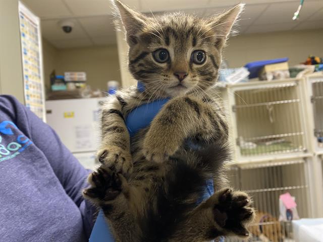 Shelter Stray Female Cat last seen Near BLOCK W THURSTON AVE, 3839 W Burnham St, West Milwaukee, WI 53215, USA