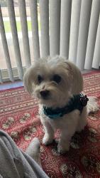 Reunited Female Dog last seen Near Seminole Way, Fontana, CA 92336, USA, Fontana, CA 92336