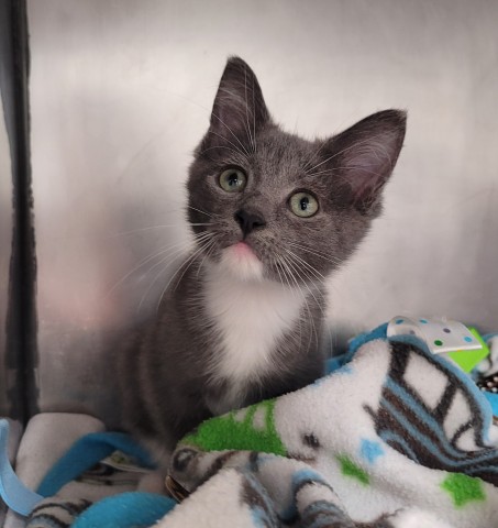 Shelter Stray Female Cat last seen Near BLOCK LIVERNOIS AVE, DETROIT MI 48238, 7401 Chrysler Dr, Detroit, MI 48211, USA