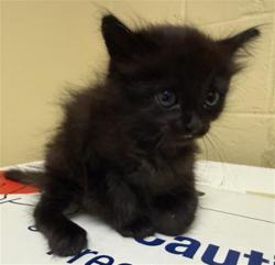 Shelter Stray Male Cat last seen GRASSLANDS DR & WEALD WAY, 2127 Front St, Sacramento, CA 95818, USA